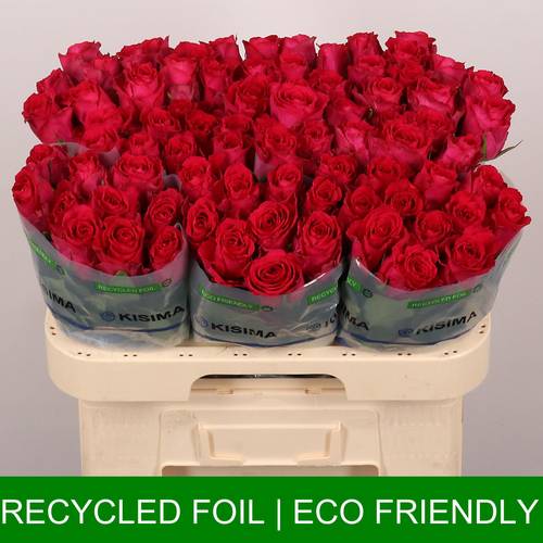 Rose fuchsia Madam Cerise 60cm