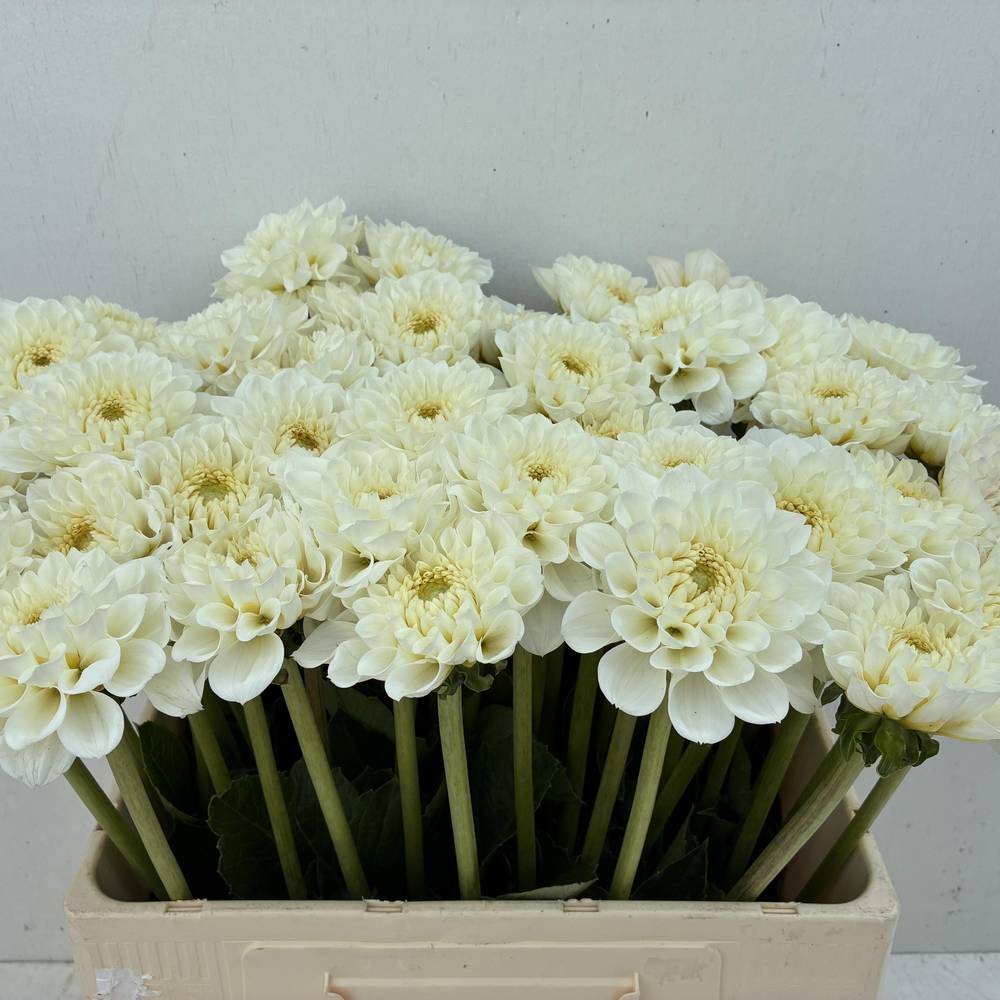 Dahlia weiss Virgin 60cm