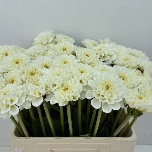 Dahlia weiss Virgin 60cm