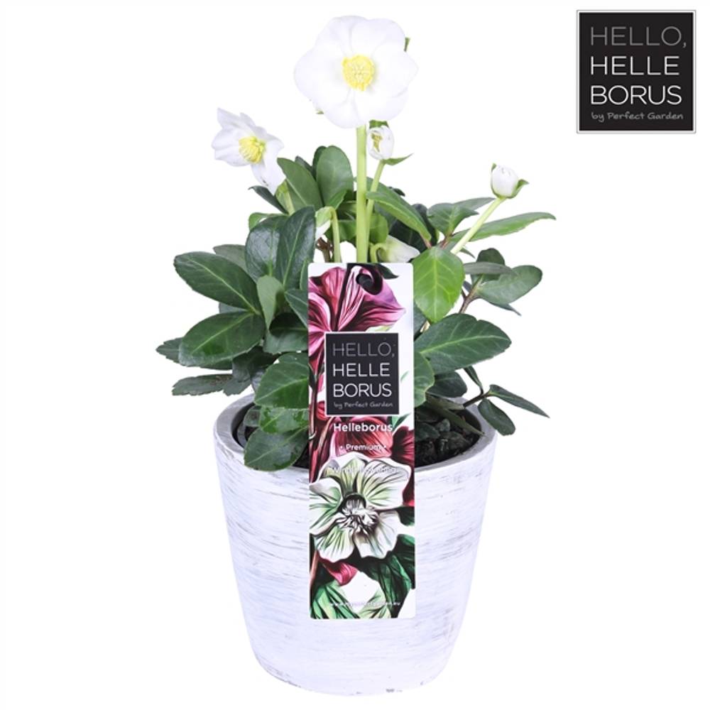 Helleb.weiss Chr. Carol Beton T12 H25