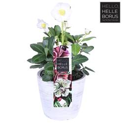Helleb.weiss Chr. Carol Beton T12 H25