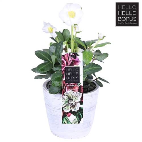Helleb.weiss Chr. Carol Beton T12 H25