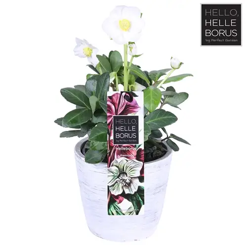 Helleb.weiss Chr. Carol Beton T12 H25