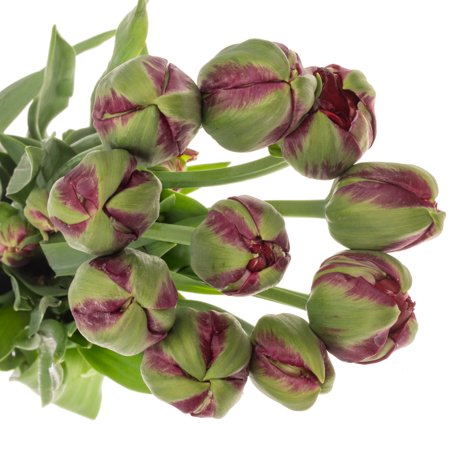 Franz.dunkel lila Parrot Secret parrot 38 Gramm