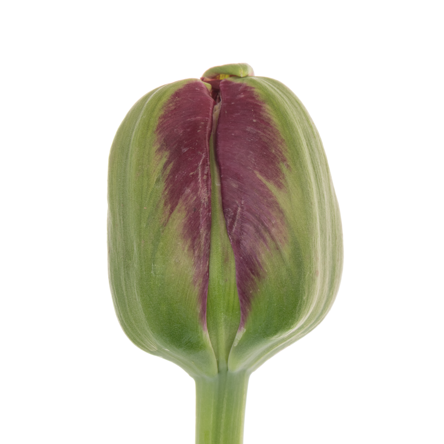 Franz.dunkel lila Parrot Secret parrot 38 Gramm