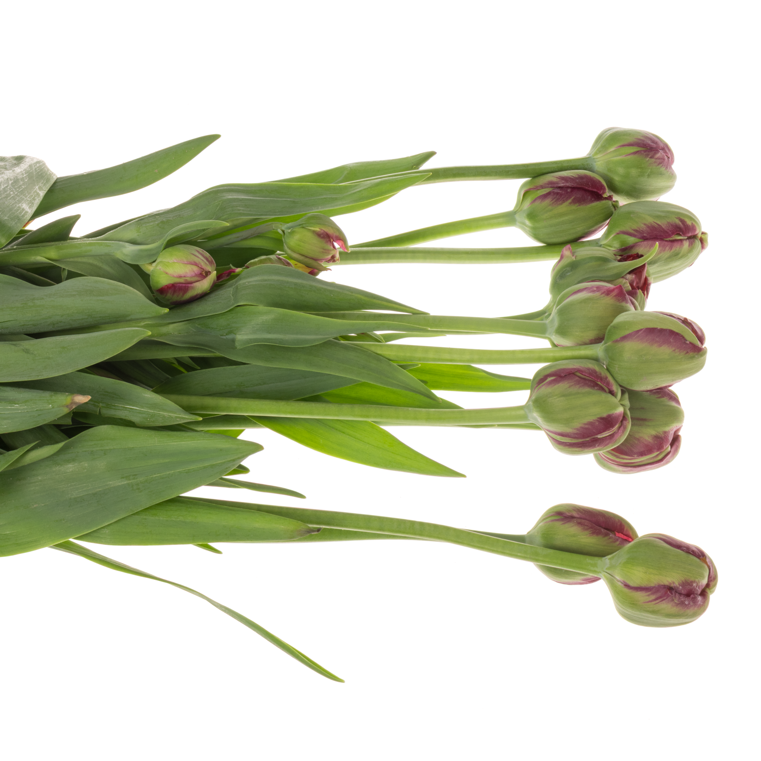 Franz.dunkel lila Parrot Secret parrot 38 Gramm