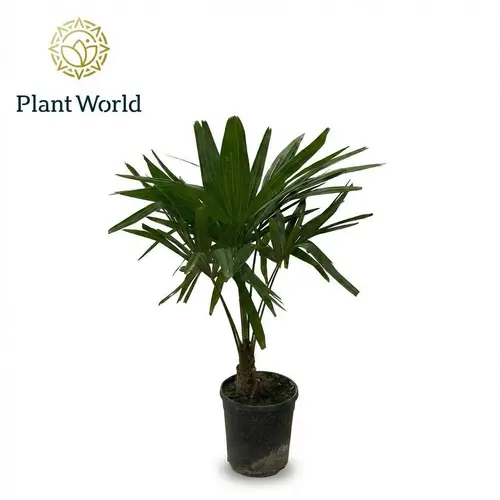 Trachycarpus Fortunei T21 H080