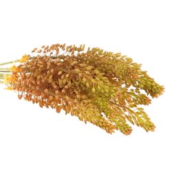 Eremurus orange 70cm