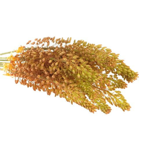 Eremurus orange 70cm