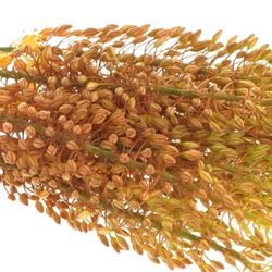 Eremurus orange 70cm