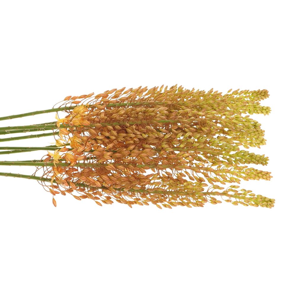 Eremurus orange 70cm