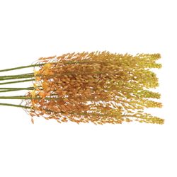 Eremurus orange 70cm