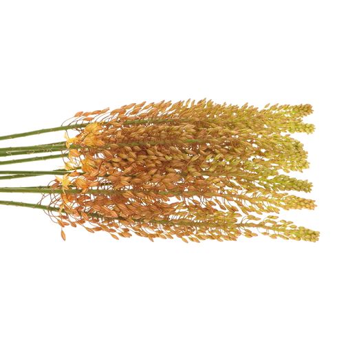 Eremurus orange 70cm