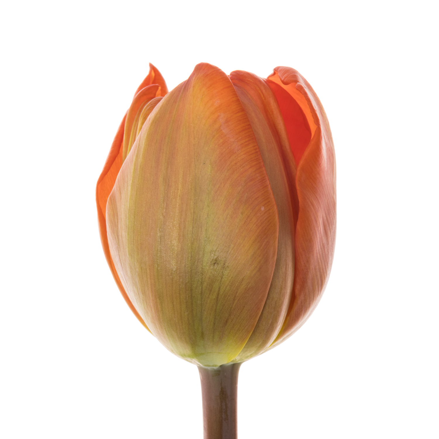 Tulpe orange doppel Animo 36 Gramm