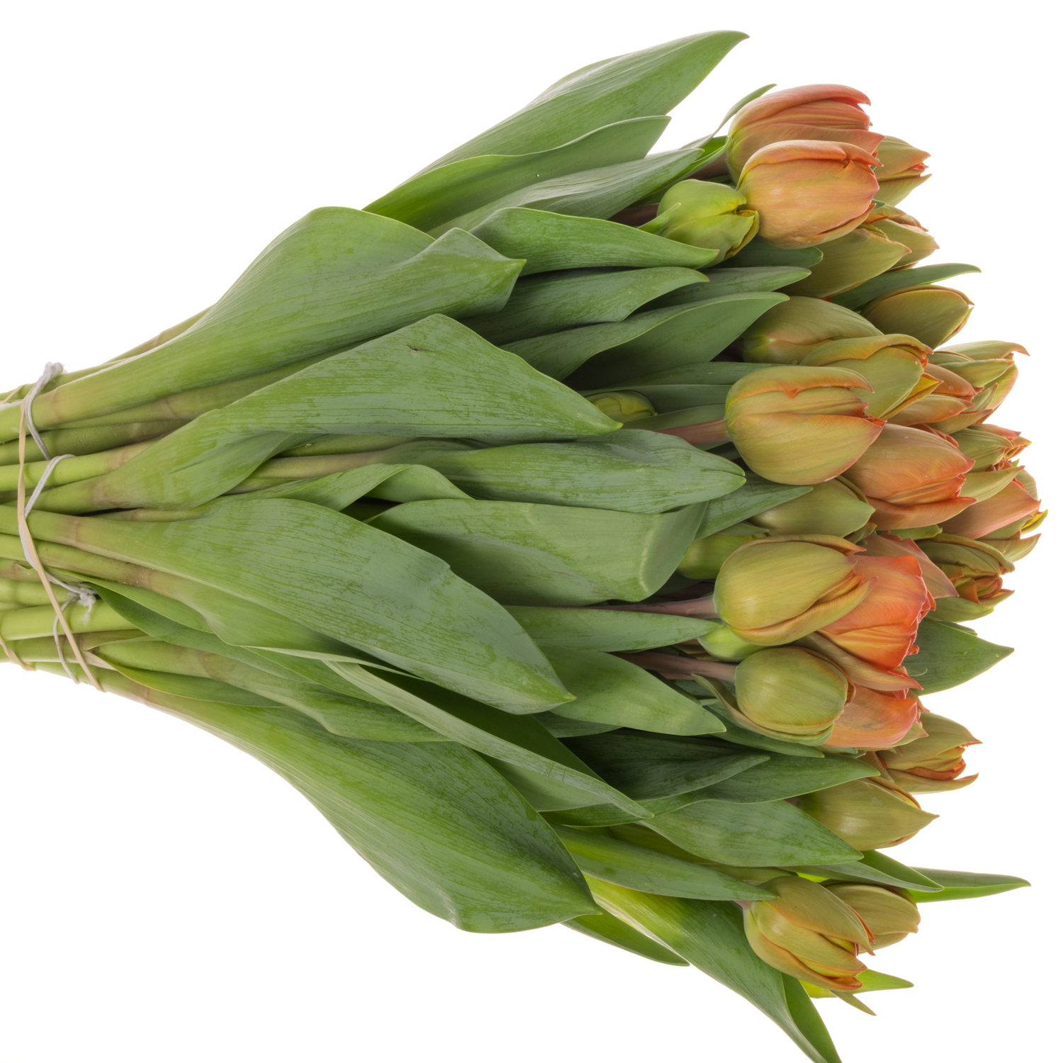 Tulpe orange doppel Animo 36 Gramm