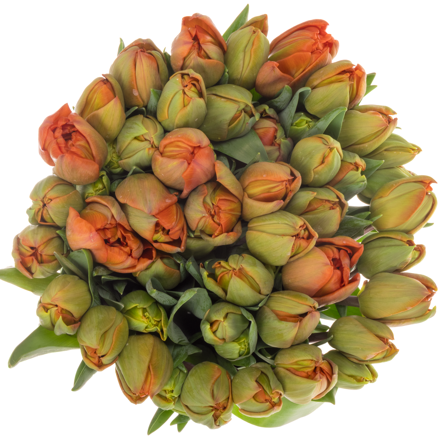 Tulpe orange doppel Animo 36 Gramm