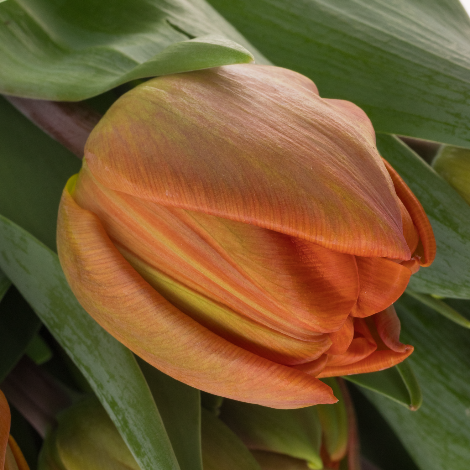 Tulpe orange doppel Animo 36 Gramm