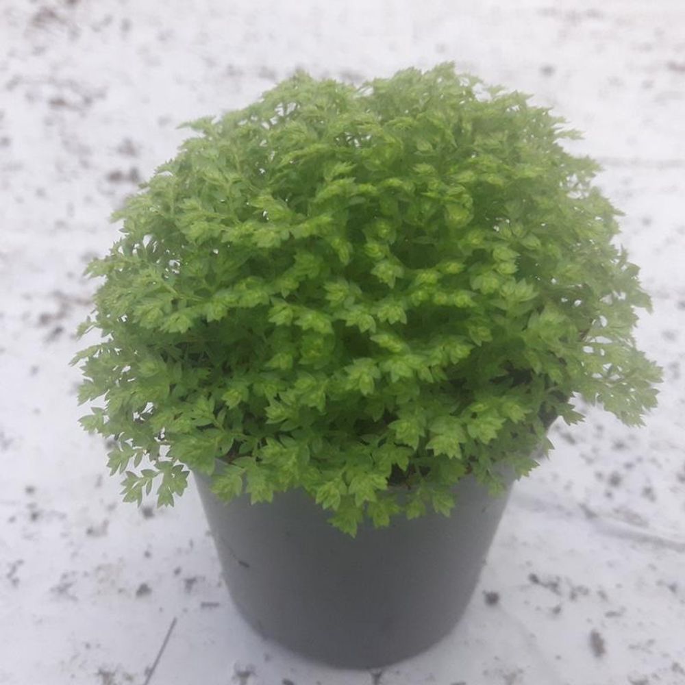 Selaginella Apoda T6 H10