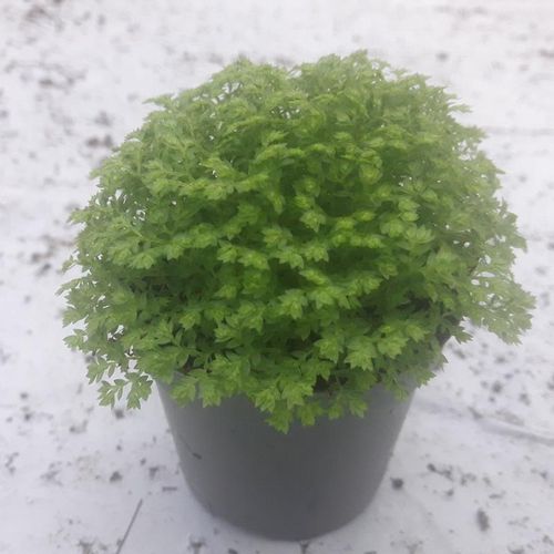Selaginella Apoda T6 H10