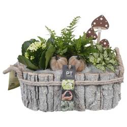 Kal.Arr PTHI5469 Herbst T27 H022