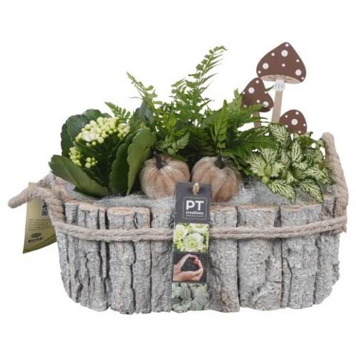 Kal.Arr PTHI5469 Herbst T27 H022
