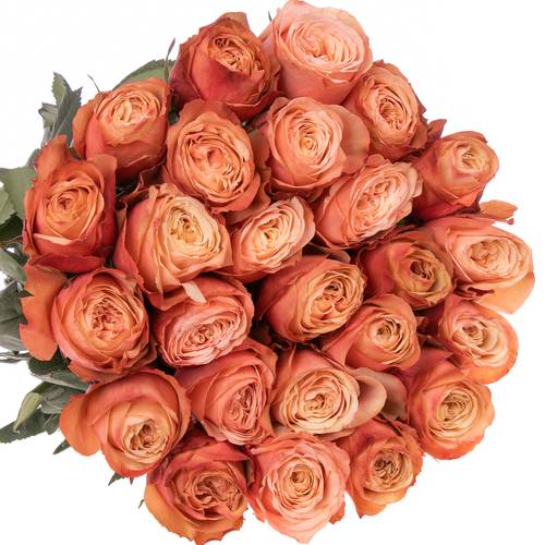 Rose lachs Kahala (Ec) 70cm