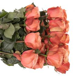 Rose lachs Kahala (Ec) 70cm