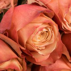 Rose lachs Kahala (Ec) 70cm