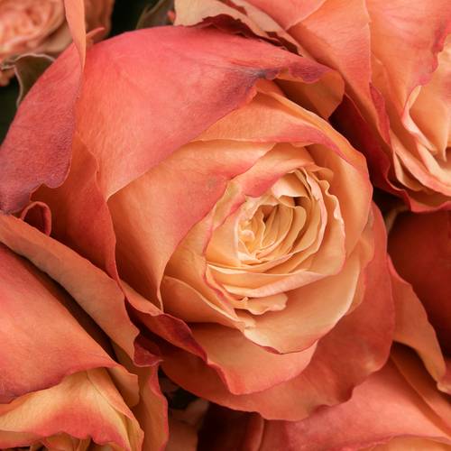 Rose lachs Kahala (Ec) 70cm