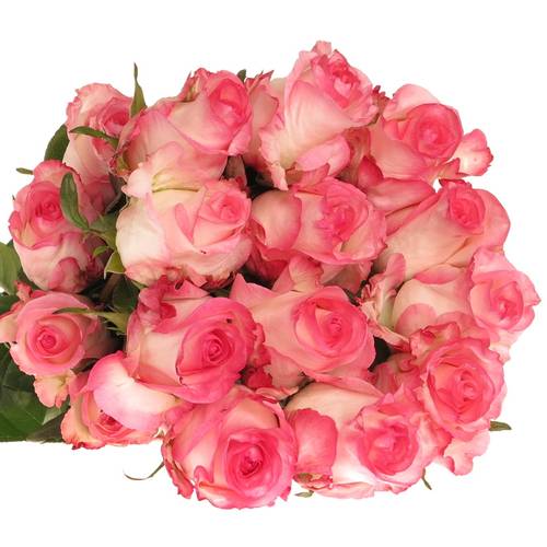 Rose creme/rosa Boulevard (Ec)  50cm