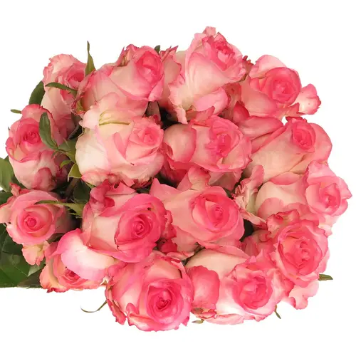 Rose creme/rosa Boulevard (Ec)  50cm