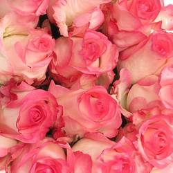 Rose creme/rosa Boulevard (Ec)  50cm