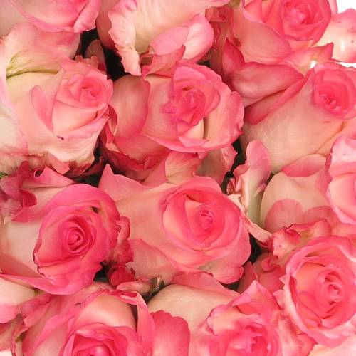 Rose creme/rosa Boulevard (Ec)  50cm