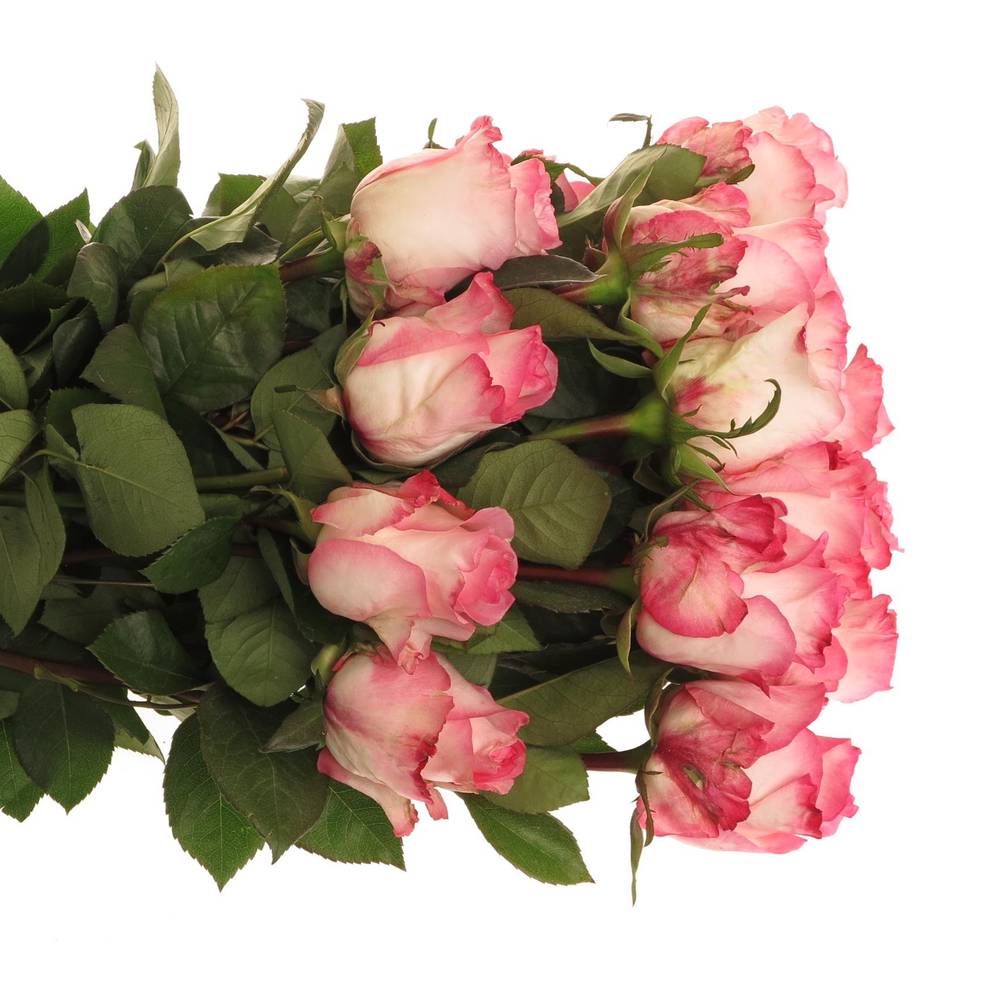 Rose creme/rosa Boulevard (Ec)  50cm