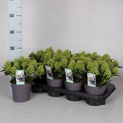Skimmia Jap.weiss Dwarf 10+ T13 H020