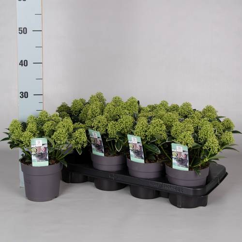 Skimmia Jap.weiss Dwarf 10+ T13 H020