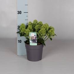 Skimmia Jap.weiss Dwarf 10+ T13 H020