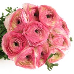 Ranunkel rosa/creme Cloni Sup Felicidad 40cm