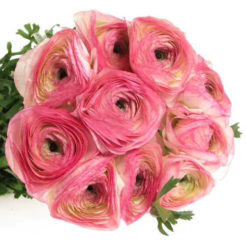 Ranunkel rosa/creme Cloni Sup Felicidad 40cm