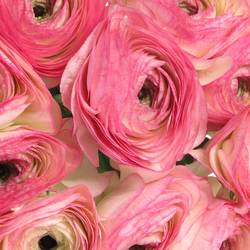 Ranunkel rosa/creme Cloni Sup Felicidad 40cm
