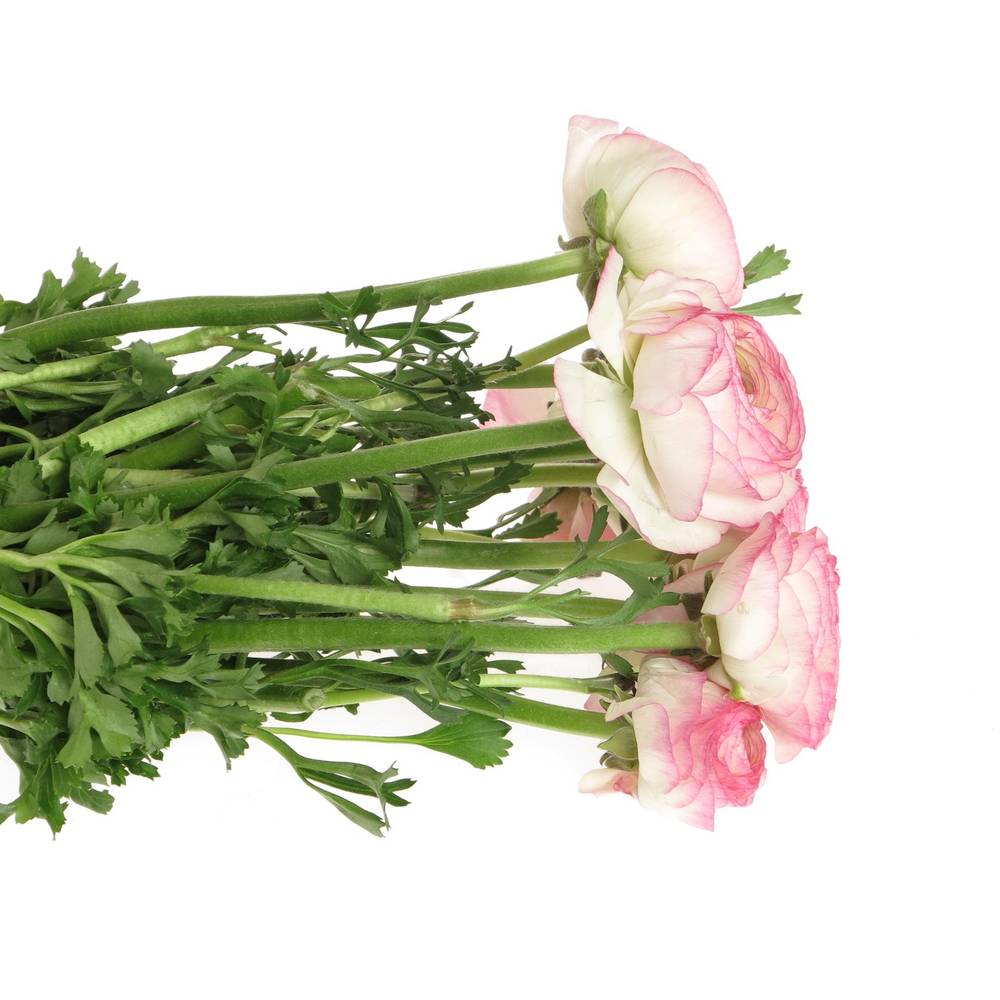 Ranunkel rosa/creme Cloni Sup Felicidad 40cm