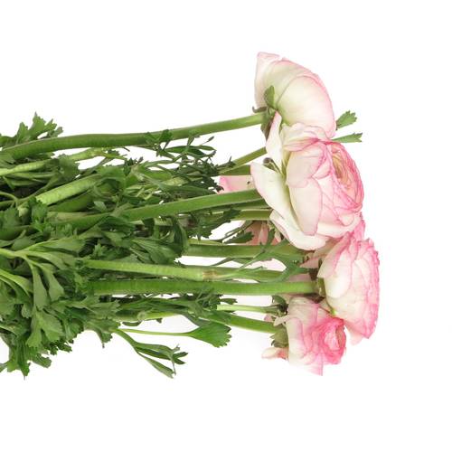 Ranunkel rosa/creme Cloni Sup Felicidad 40cm