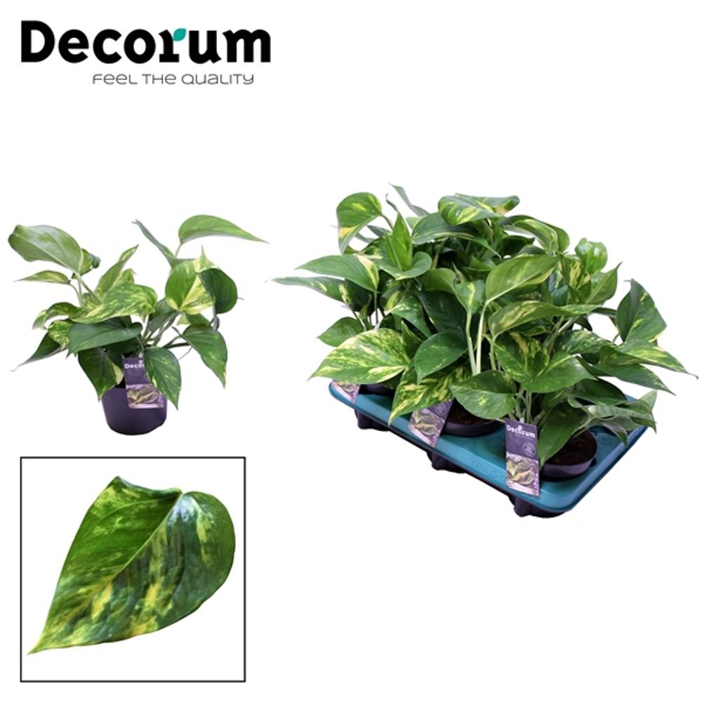 Scindapsus Aureu T12 H25