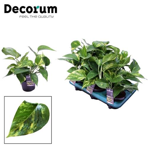 Scindapsus Aureu T12 H25