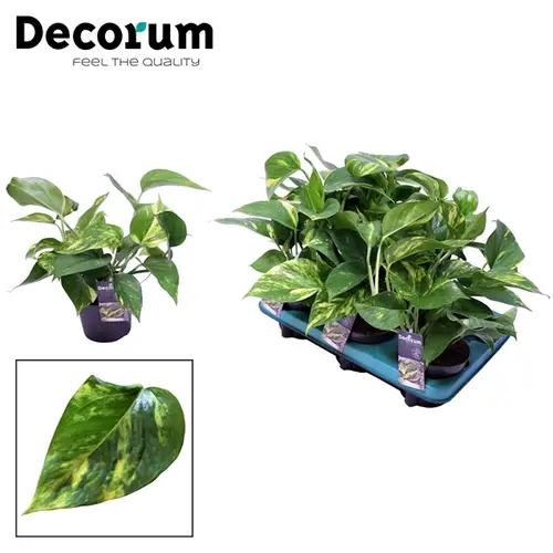 Scindapsus Aureu T12 H25