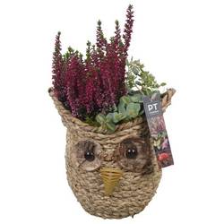 Garten.Arr PTHO4152 Herbst T21 H034