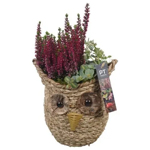 Garten.Arr PTHO4152 Herbst T21 H034