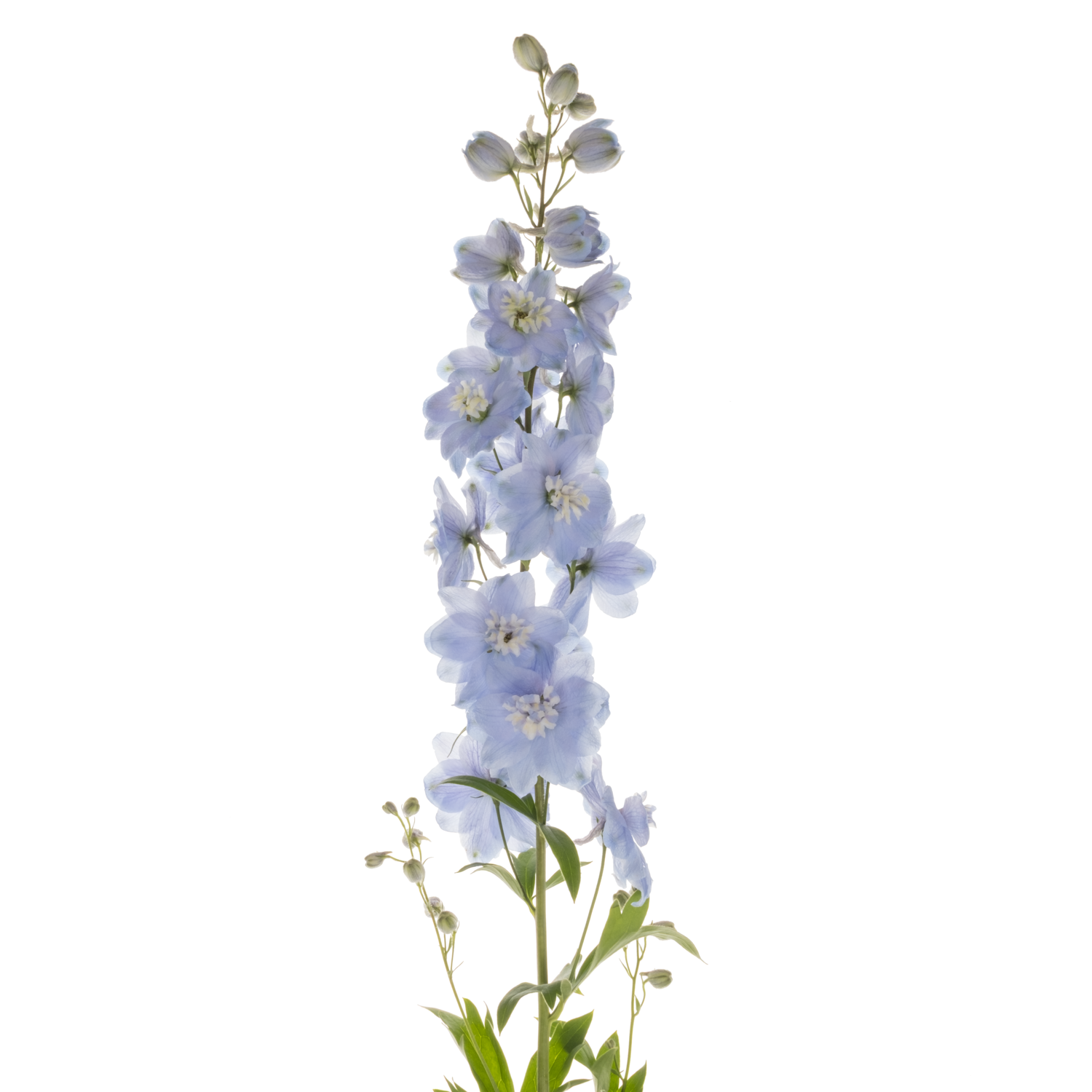 Delphinium hell blau Ice dewi blau 90cm