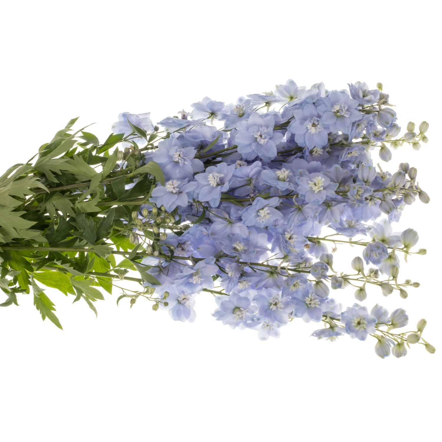 Delphinium hell blau Ice dewi blau 90cm