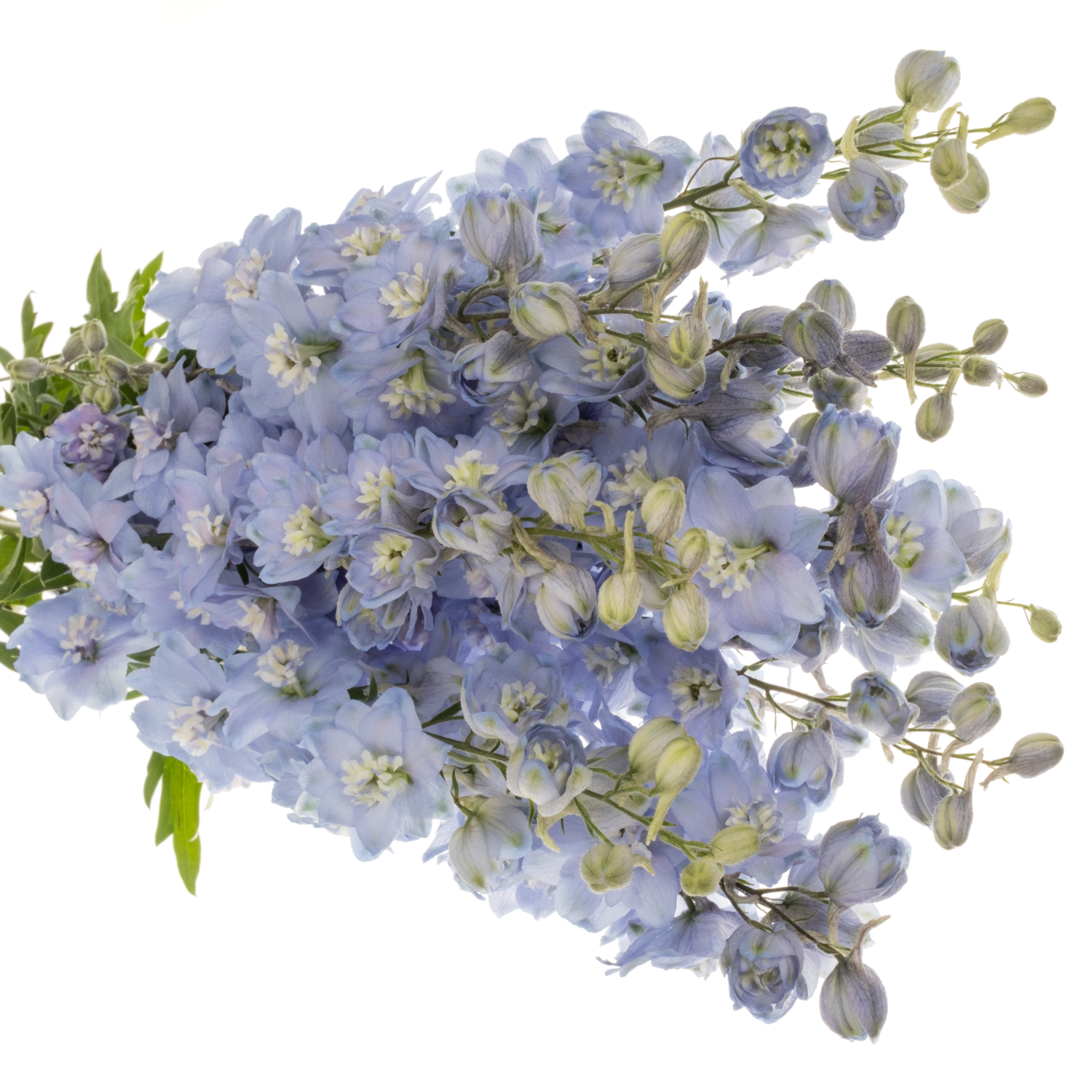Delphinium hell blau Ice dewi blau 90cm
